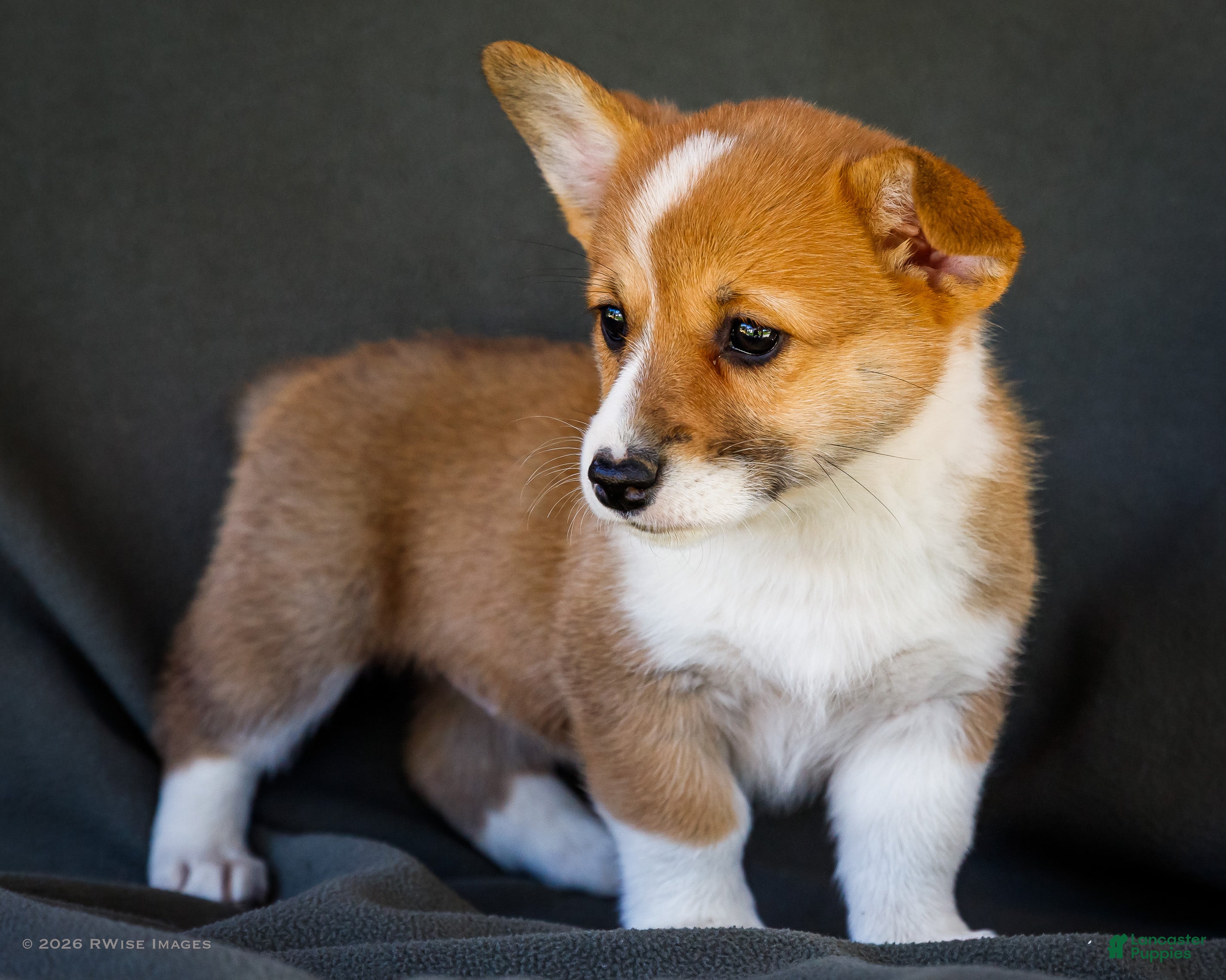 Welsh Corgi Pembroke dogs Beauty - Ad 1