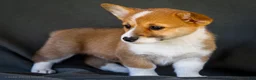 Welsh Corgi Pembroke dogs for sale: Beauty - Ad 4