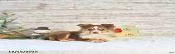 Miniature Australian Shepherd dogs for sale: Holly - Ad 4