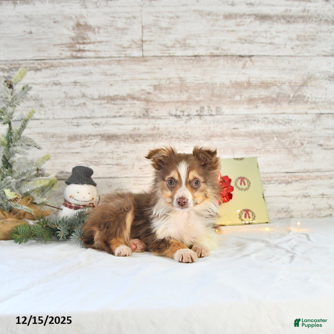 Miniature Australian Shepherd dogs for sale: Holly - Ad 4