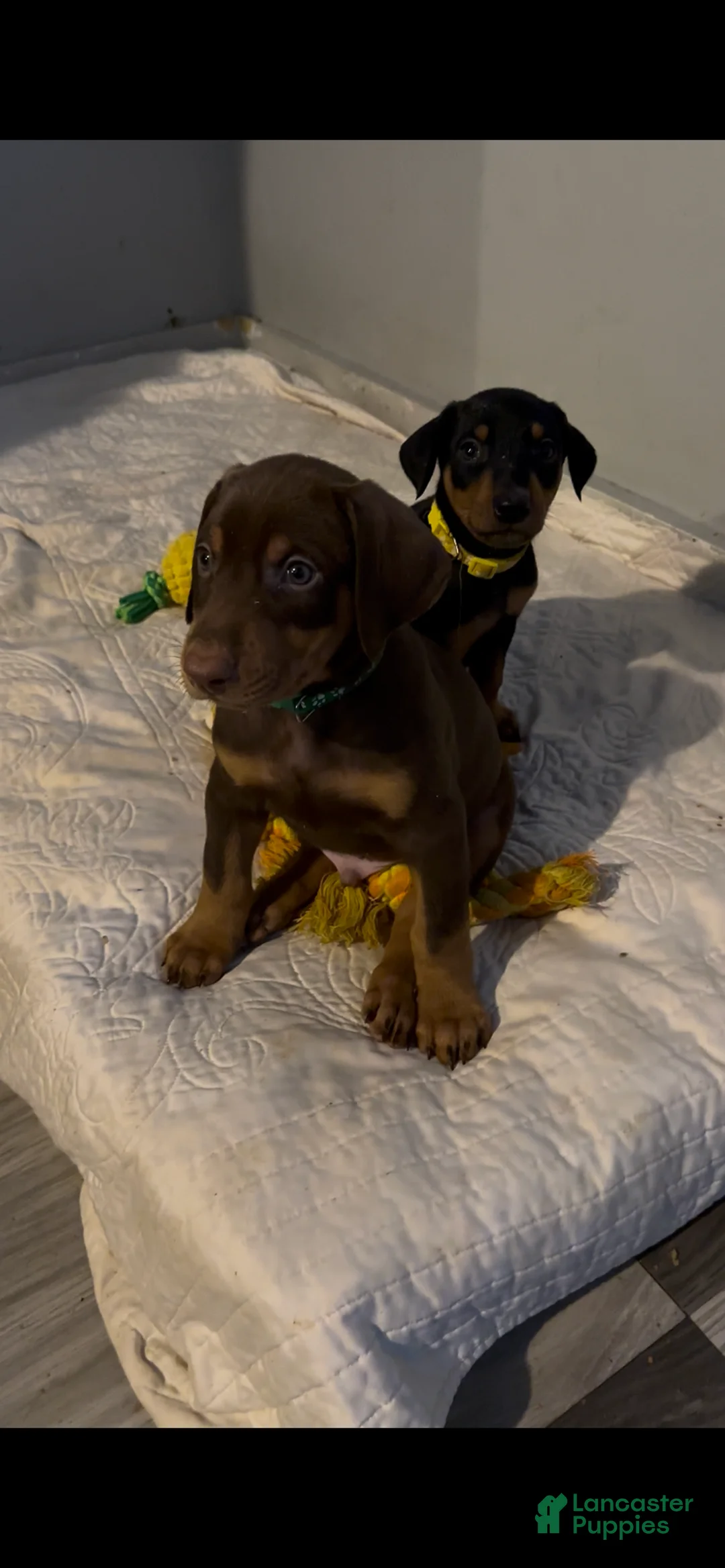 Doberman Pinscher dogs for sale: Kane - Ad 4