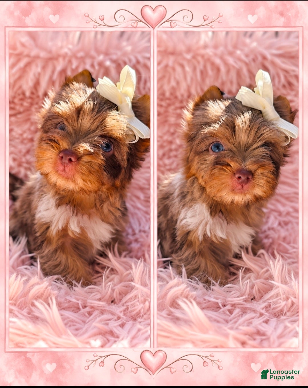 Yorkshire Terrier dogs Princes Lyra of Biewerlux  - Ad 37
