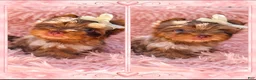 Yorkshire Terrier dogs for sale: Princes Lyra of Biewerlux  - Ad 2