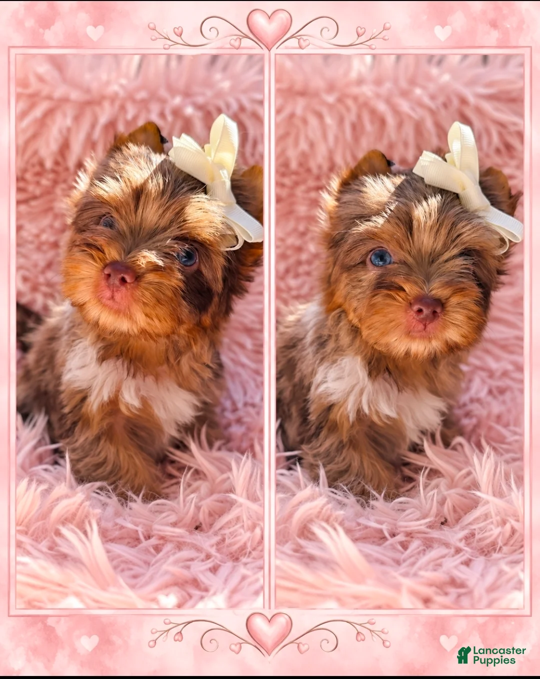 Yorkshire Terrier dogs for sale: Princes Lyra of Biewerlux  - Ad 2