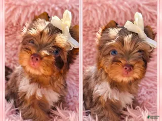 Yorkshire Terrier dogs Princes Lyra of Biewerlux - Ad 20