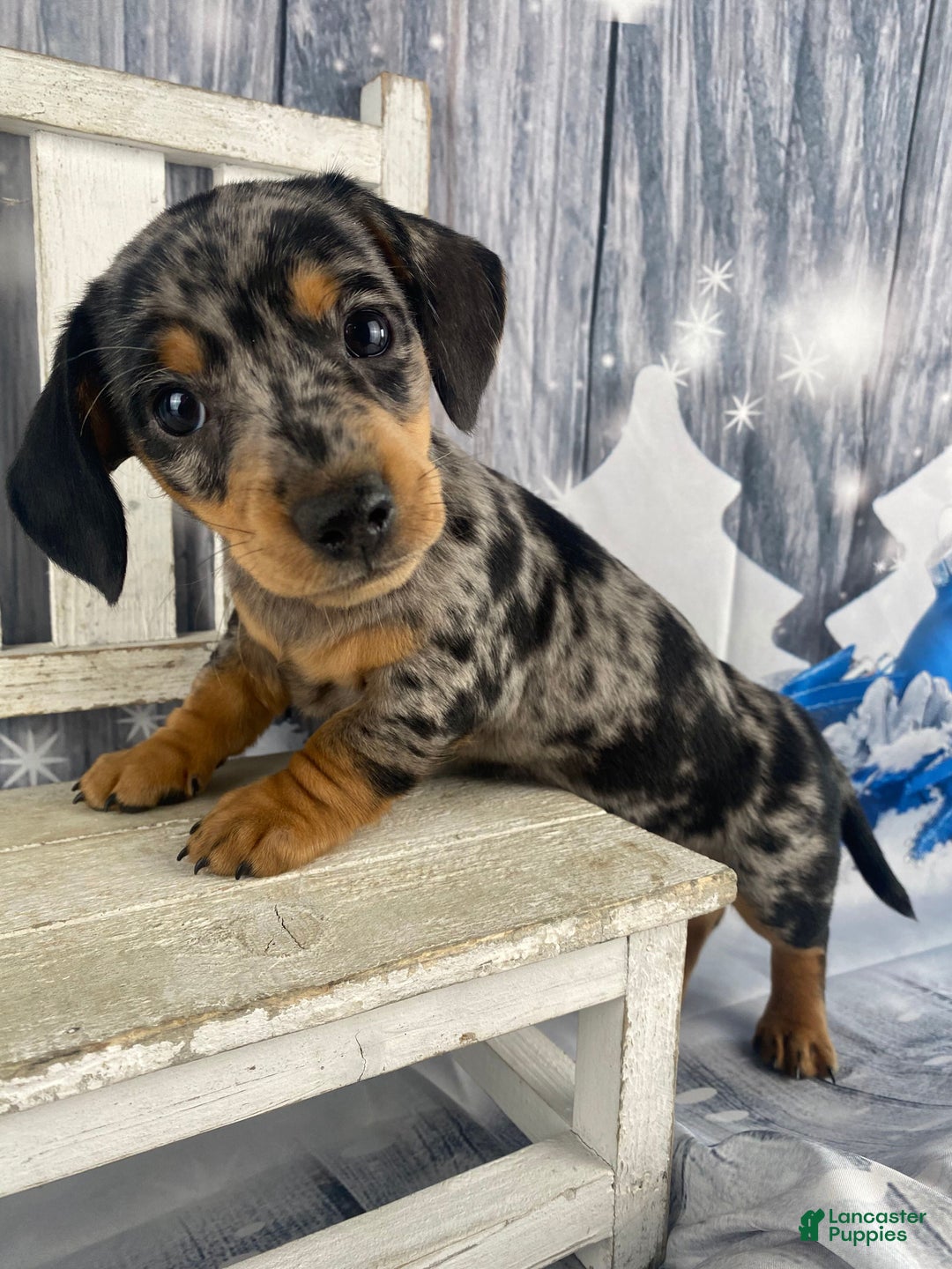 Miniature Dachshund dogs for sale: Teddy - Ad 6