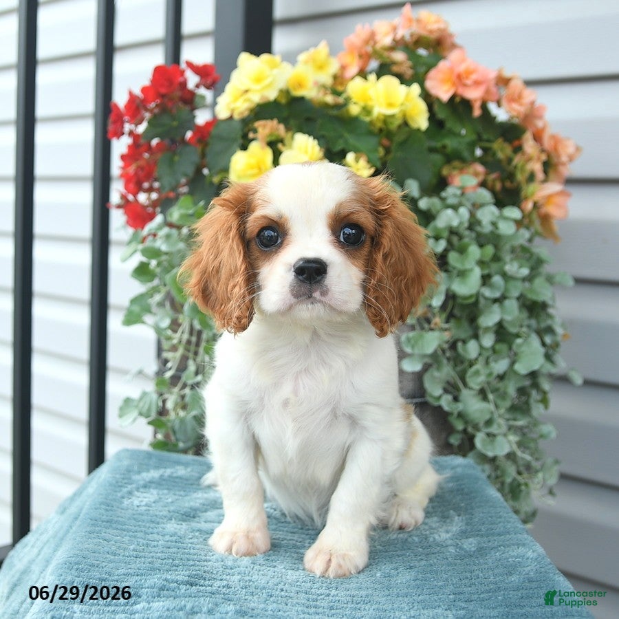 Cavalier King Charles Spaniel dogs Caroline - Ad 1