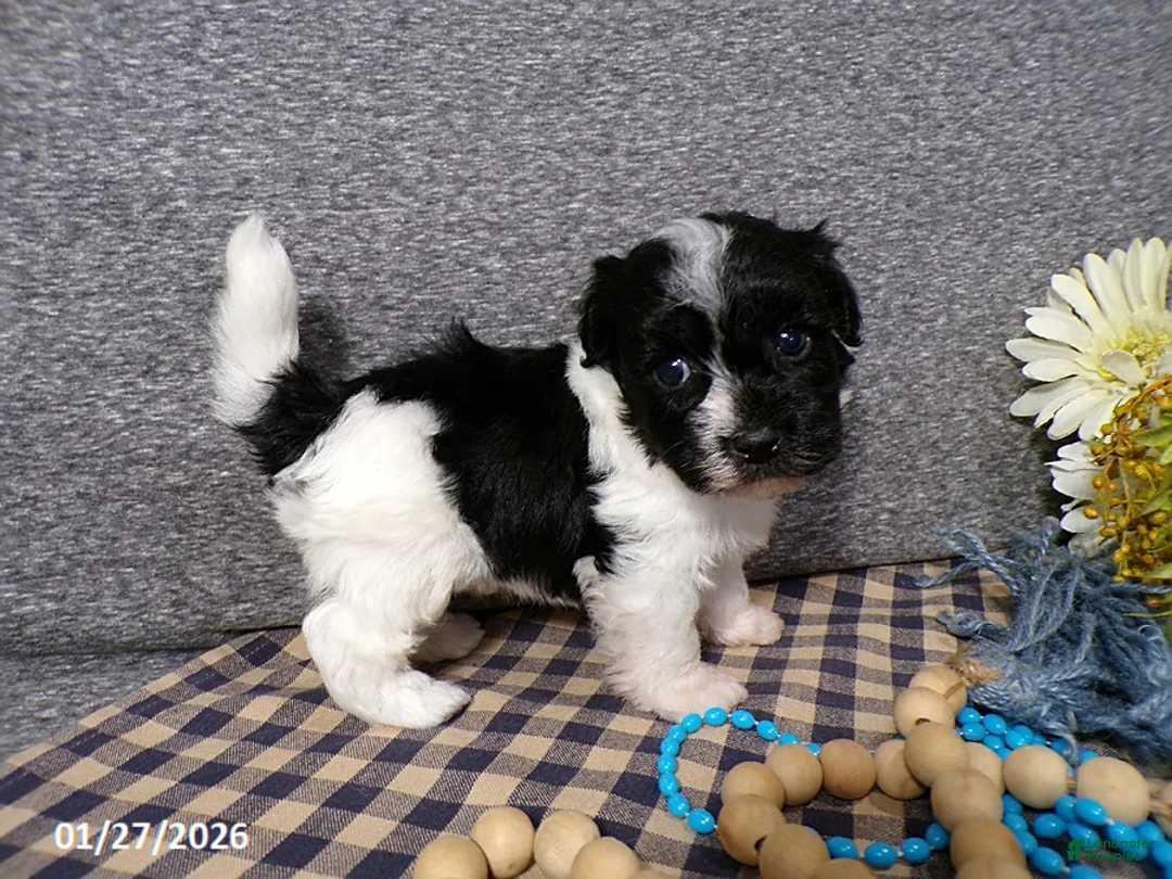 Havanese dogs for sale: Tyson - Ad 5