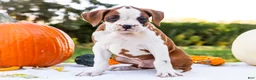 Boxer dogs for sale: Oxford Boxer - Ad 3