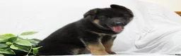 German Shepherd dogs for sale: Elsa  - Ad 4