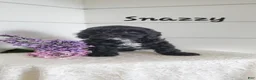 Cavapoo dogs for sale: Snazzy - Ad 2