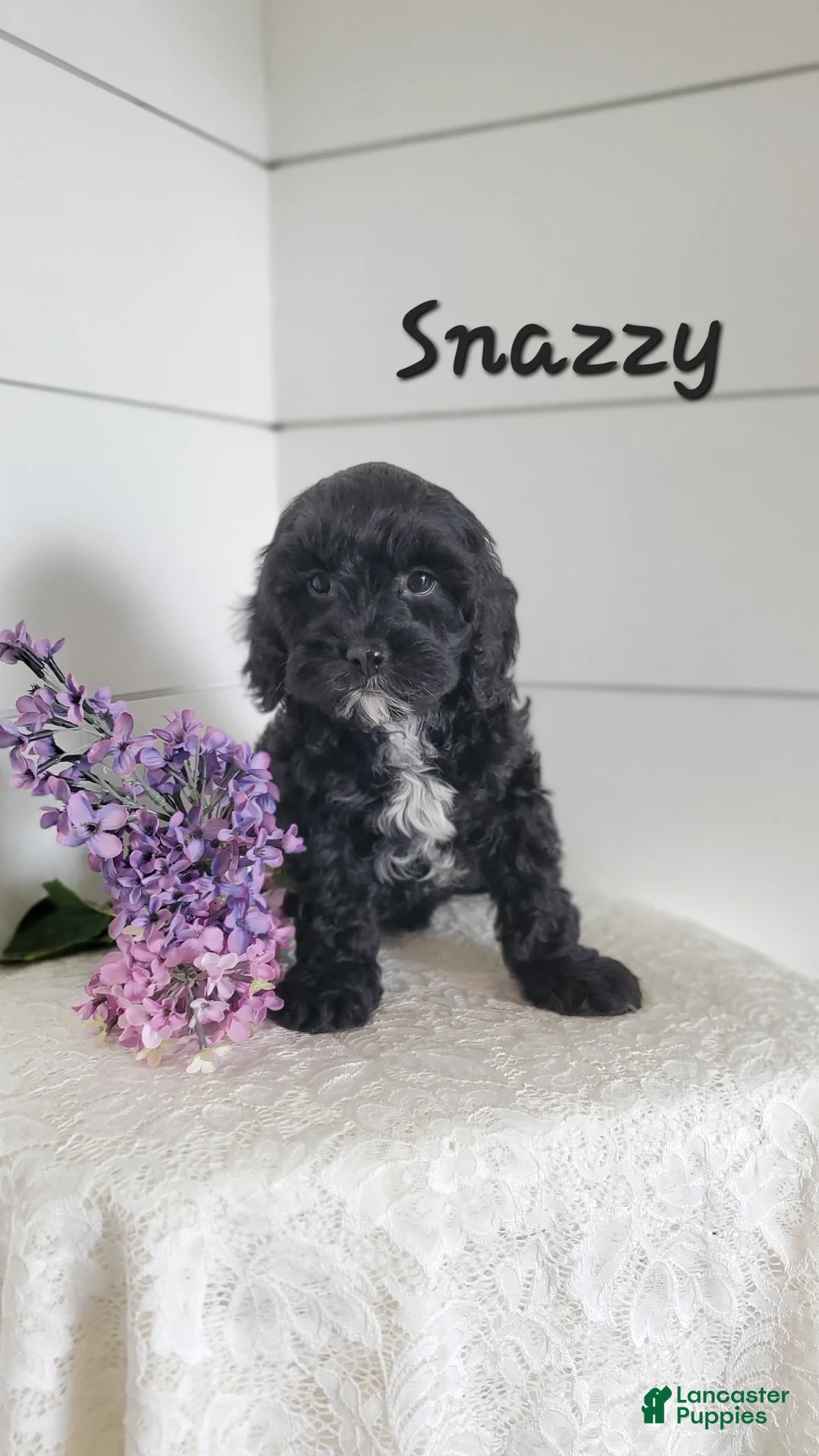 Cavapoo dogs for sale: Snazzy - Ad 2