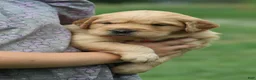 Golden Retriever dogs for sale: Indie - Ad 10