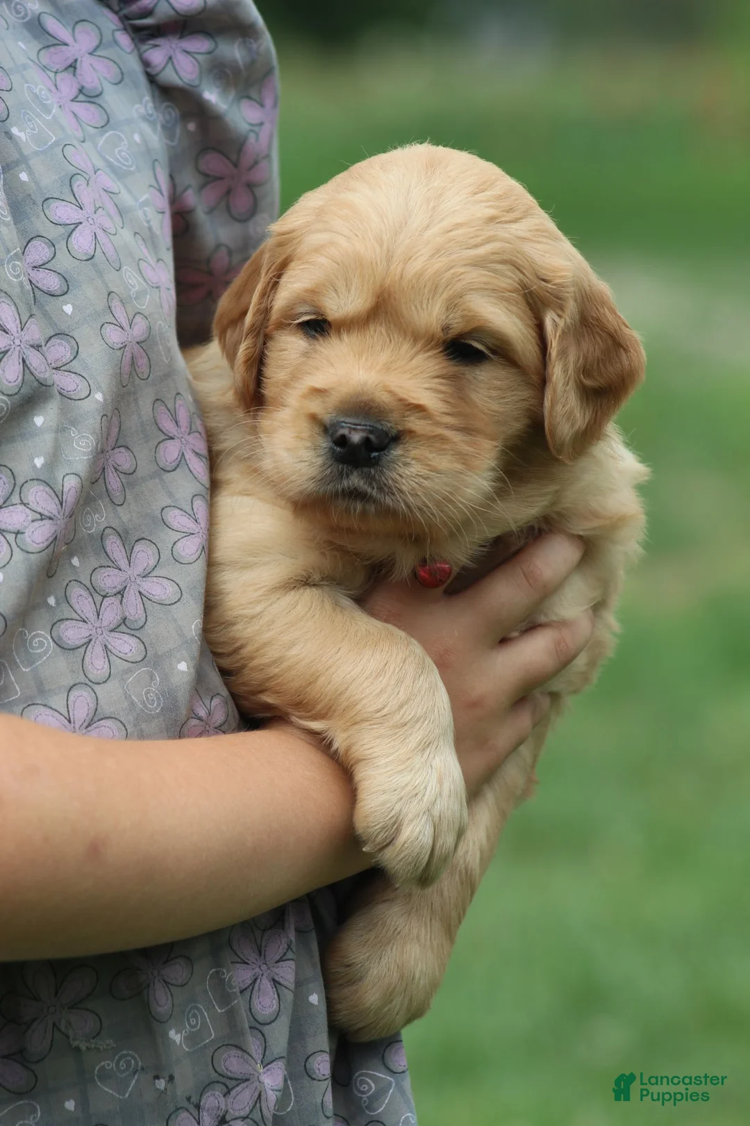 Golden Retriever dogs for sale: Indie - Ad 10