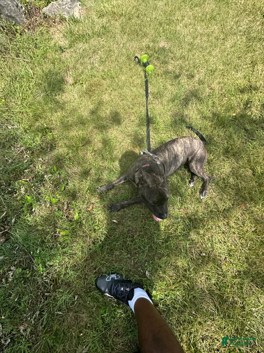 Gallery Image {{count}}