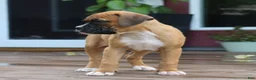 Boxer dogs for sale: Pedro - Ad 4