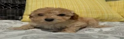 Toy Poodle dogs for sale: Honey  - Ad 6