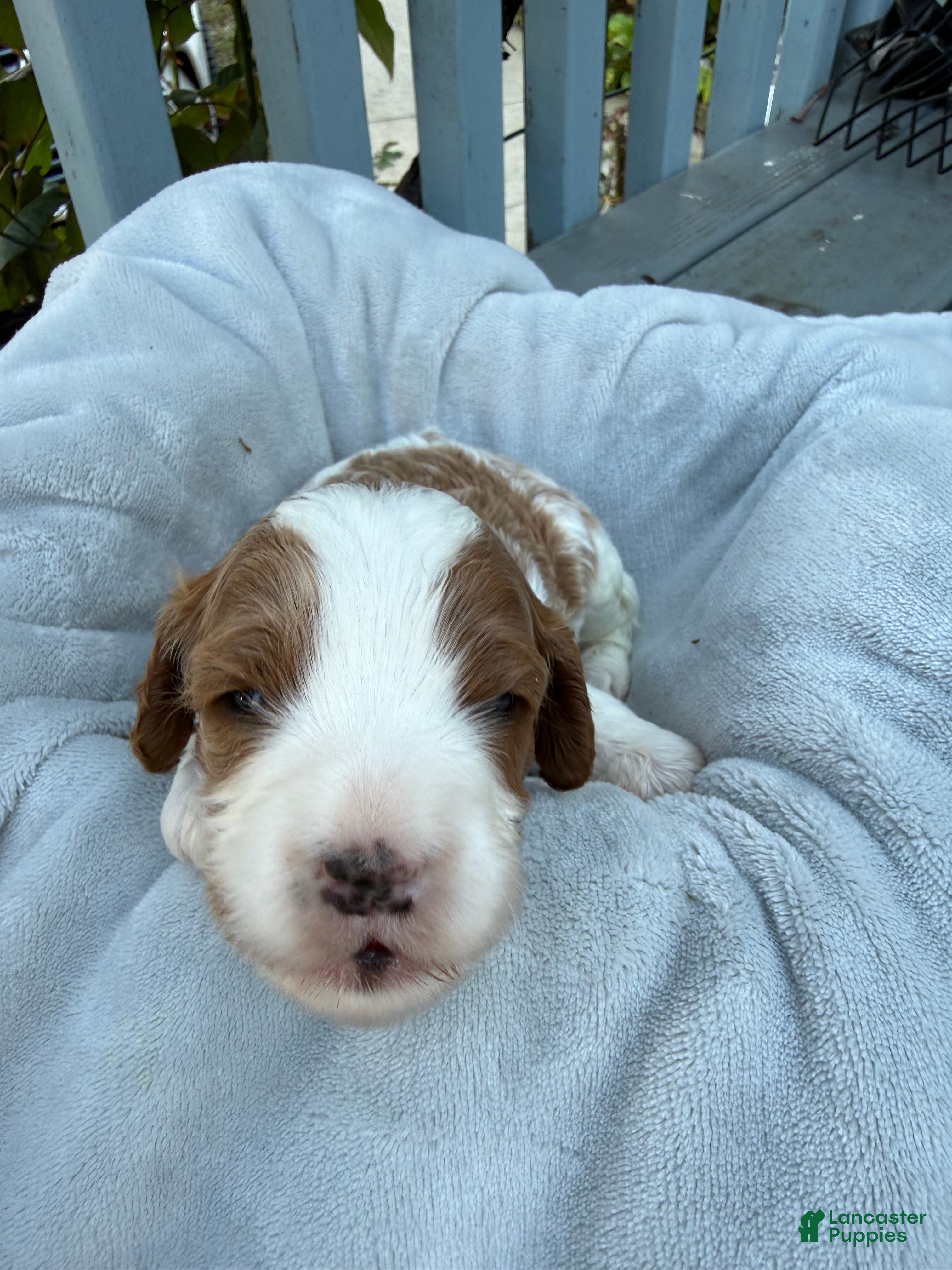 Cavapoo dogs for sale: Leo - Ad 1