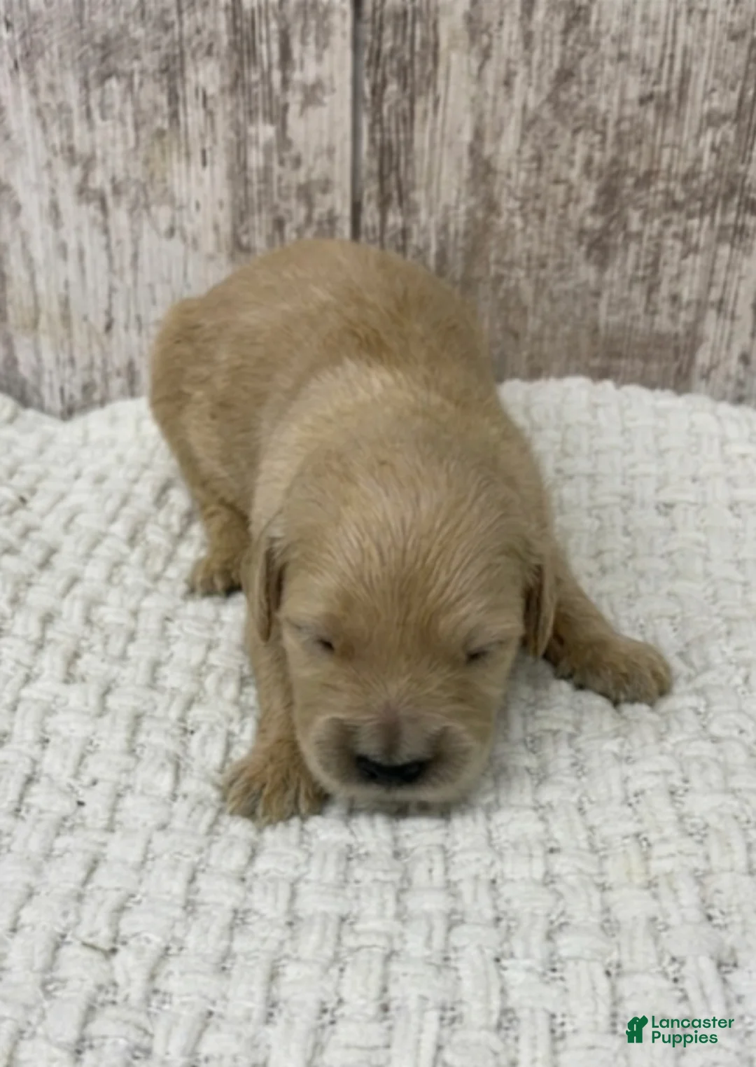 Golden Retriever dogs for sale: Golden Retriever Puppy 4 - Ad 1