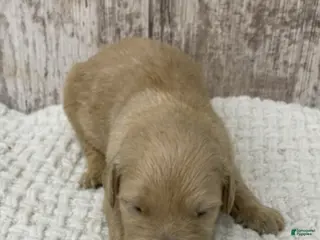 Golden Retriever dogs Golden Retriever Puppy 4 - Ad 37