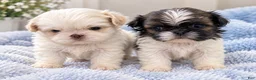 Shih Tzu dogs for sale: Minnie’s girl - Ad 8