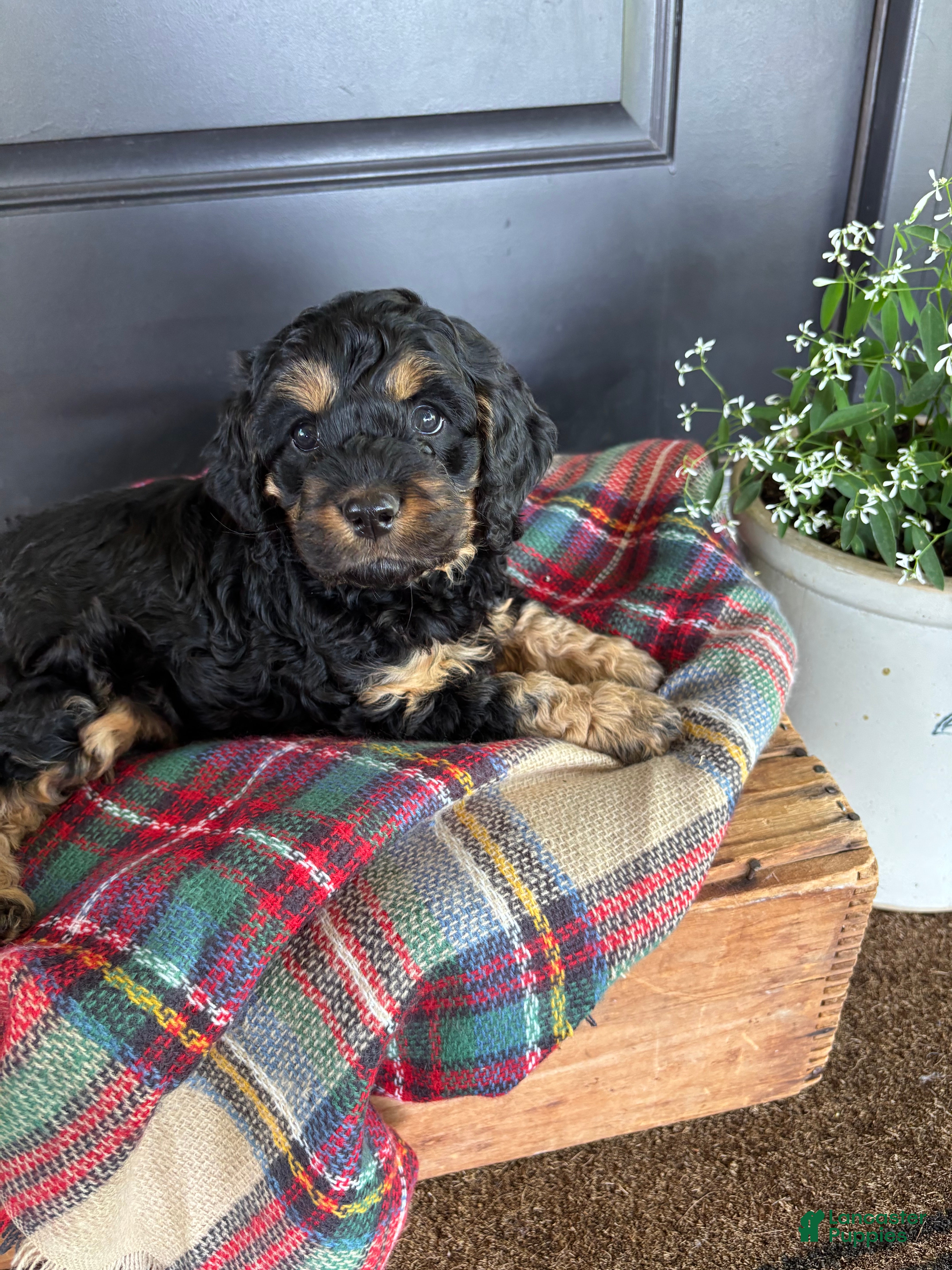 Cockapoo dogs for sale: Crickett  - Ad 2
