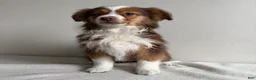 Toy Australian Shepherd dogs for sale: Sully - Ad 5