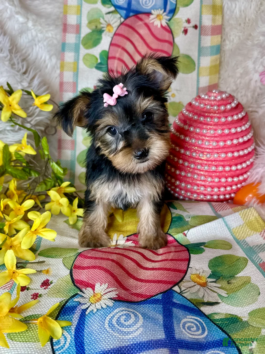 Yorkshire Terrier dogs for sale: Bloom🌸 - Ad 5