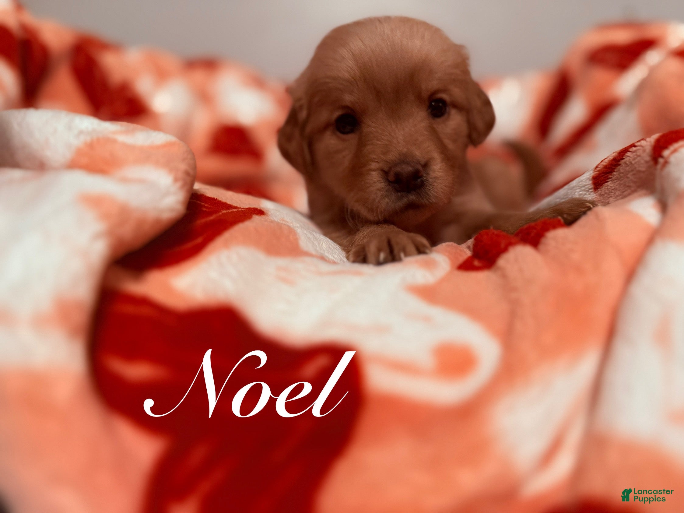 Golden Retriever dogs for sale: Golden Retriever Puppy 7 - Ad 1