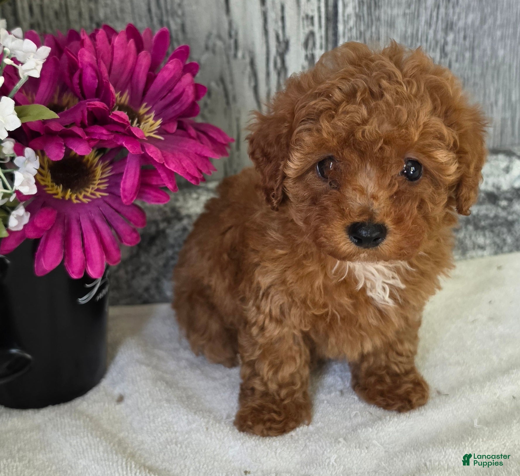 Toy Poodle dogs Penny  - Ad 1