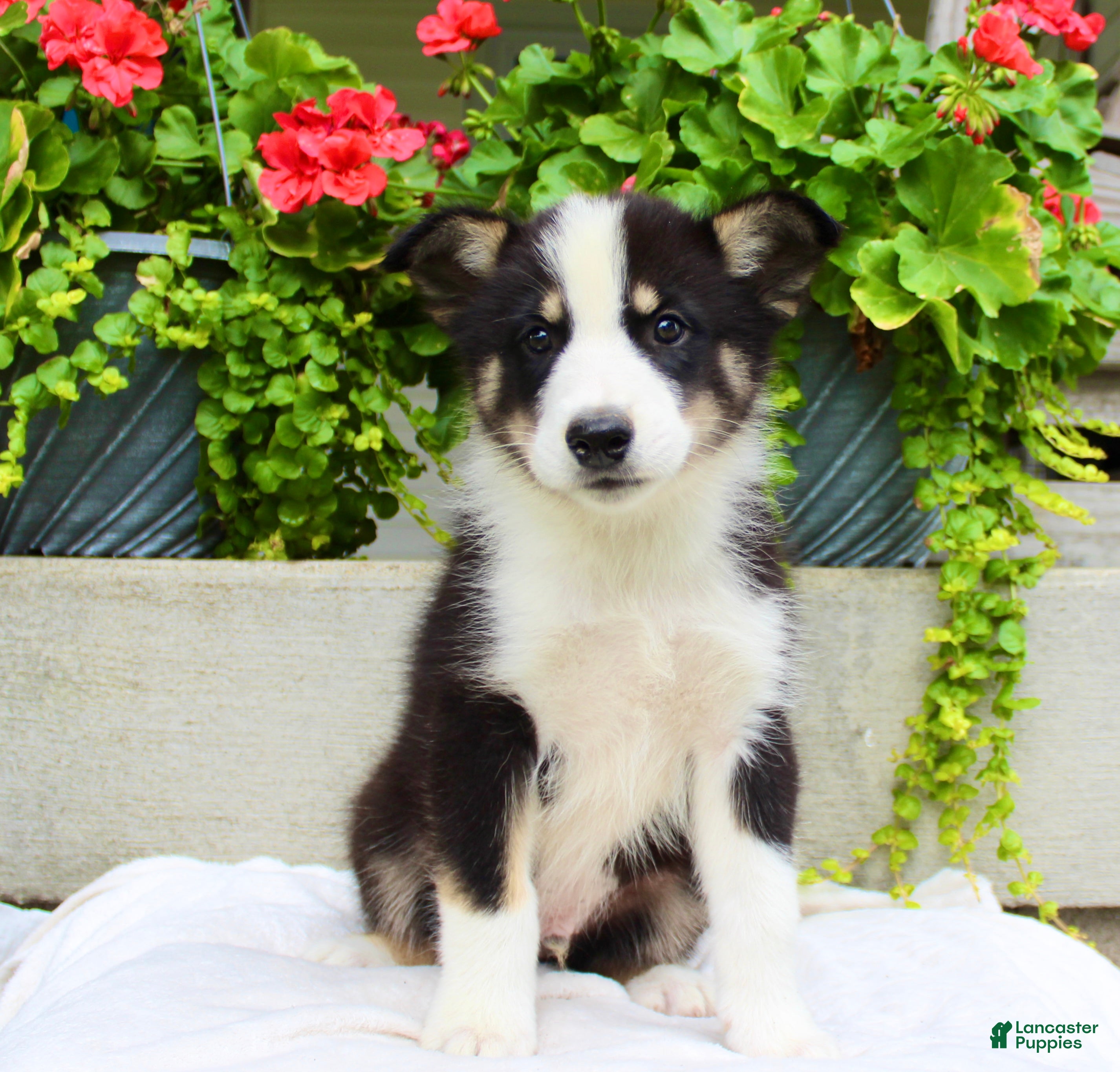 Mixed Breed dogs Lewy  - Ad 1