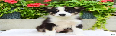Lewy 