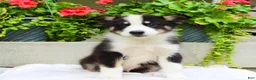 Mixed Breed dogs for sale: Lewy  - Ad 1