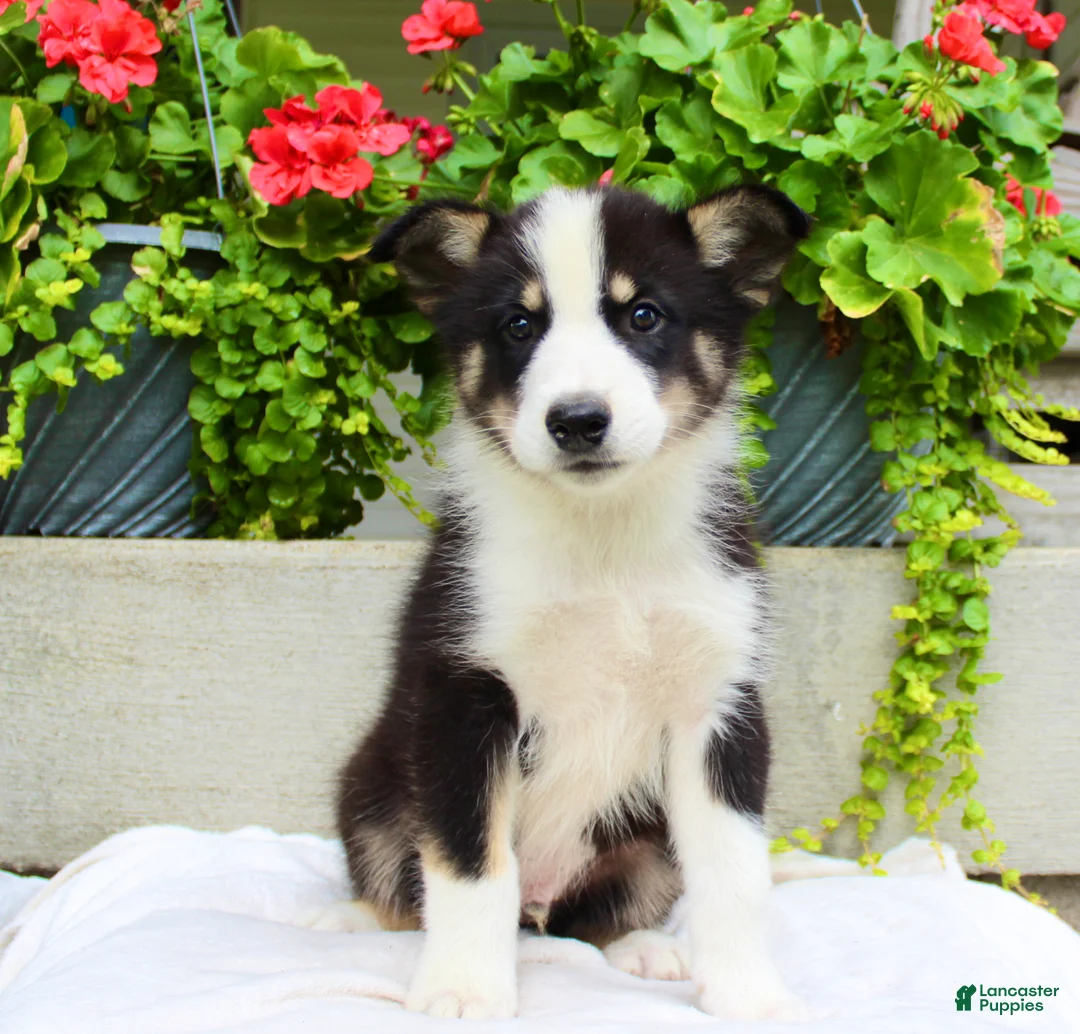Mixed Breed dogs for sale: Lewy  - Ad 1