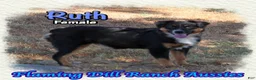 Miniature Australian Shepherd dogs for sale: Ruth - Ad 2