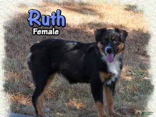 Miniature Australian Shepherd dogs Ruth - Ad 2