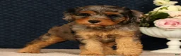 Cavapoo dogs for sale: Kurt - Ad 4