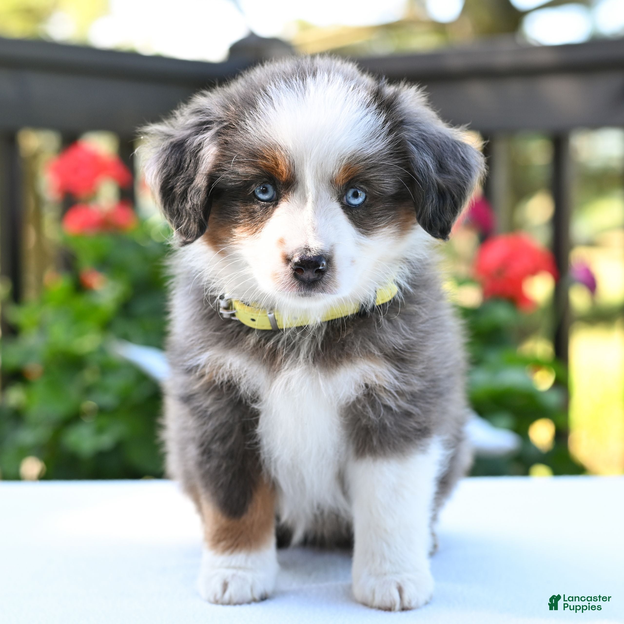 Miniature Australian Shepherd dogs Bethany  - Ad 2