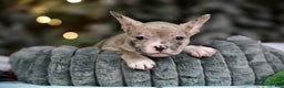 Frenchton dogs for sale: Jellybean - Ad 7