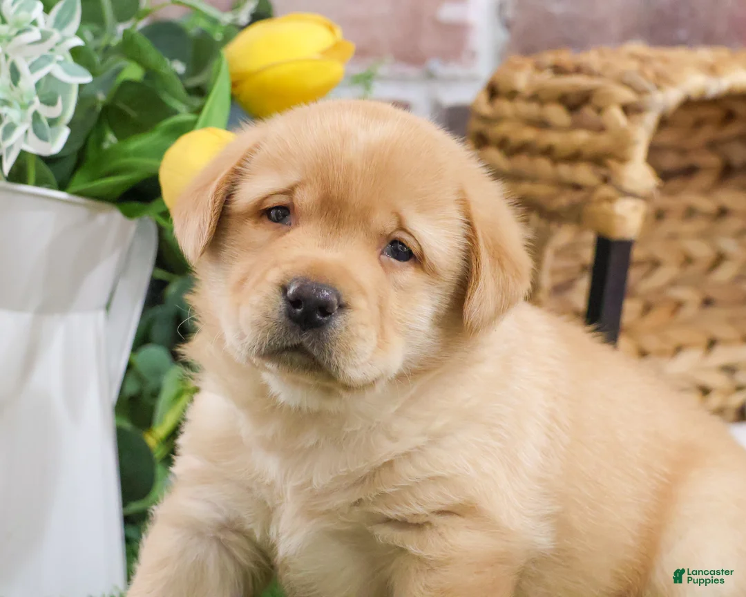 Labrador Retriever dogs for sale: Eggo - Ad 3