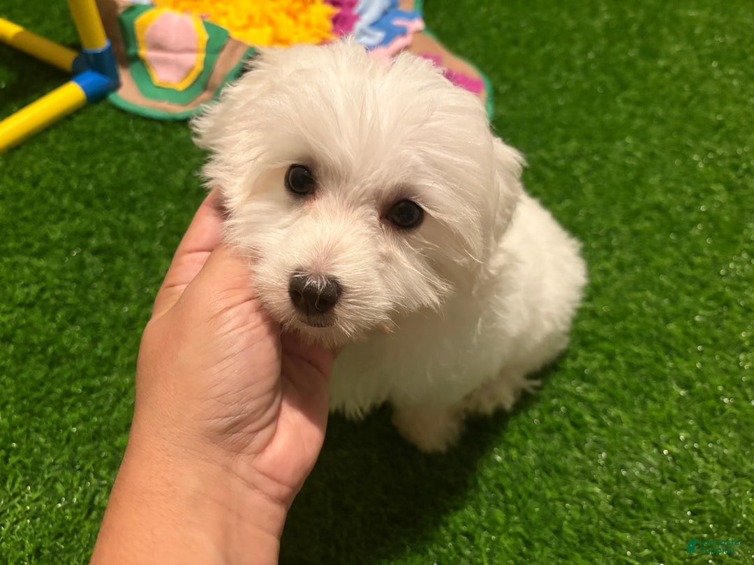 Maltese dogs for sale: Maltese Puppy 1 - Ad 1