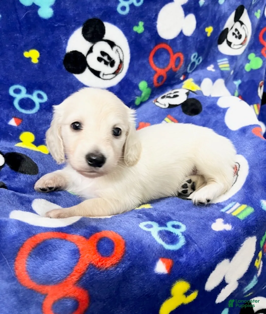 Miniature Dachshund dogs for sale: Miniature Dachshund 3 - Ad 1