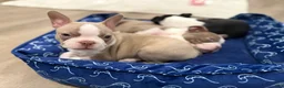 Boston Terrier dogs for sale: Canelo  - Ad 3