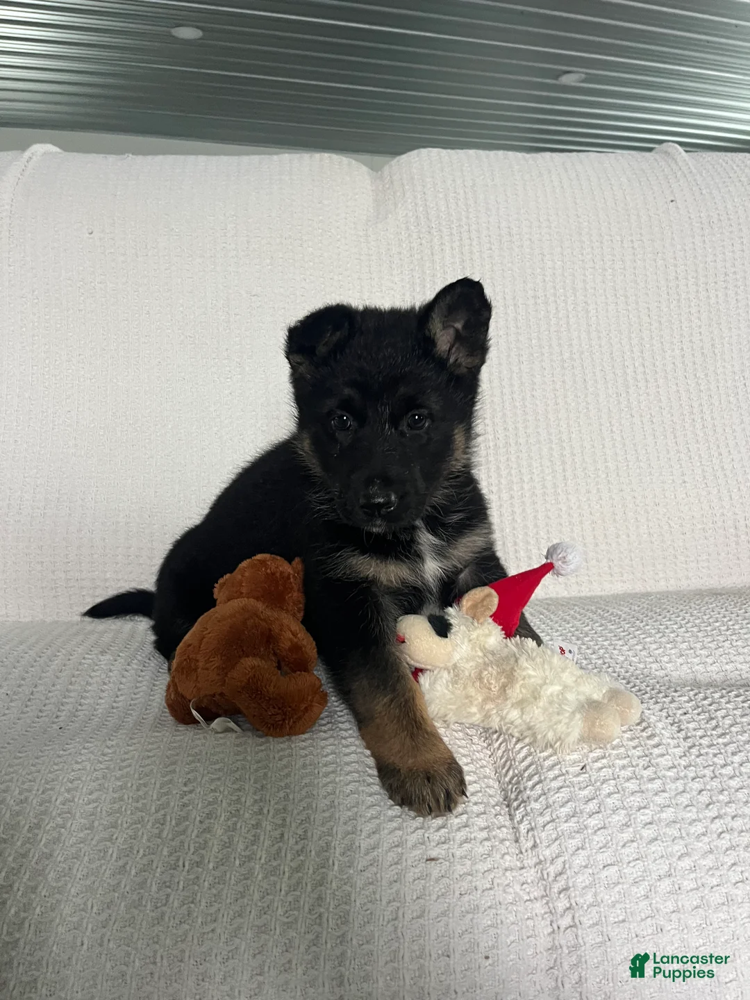 German Shepherd dogs for sale: Hunter - Ad 2