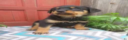 Rottweiler dogs for sale: Princess - Ad 6