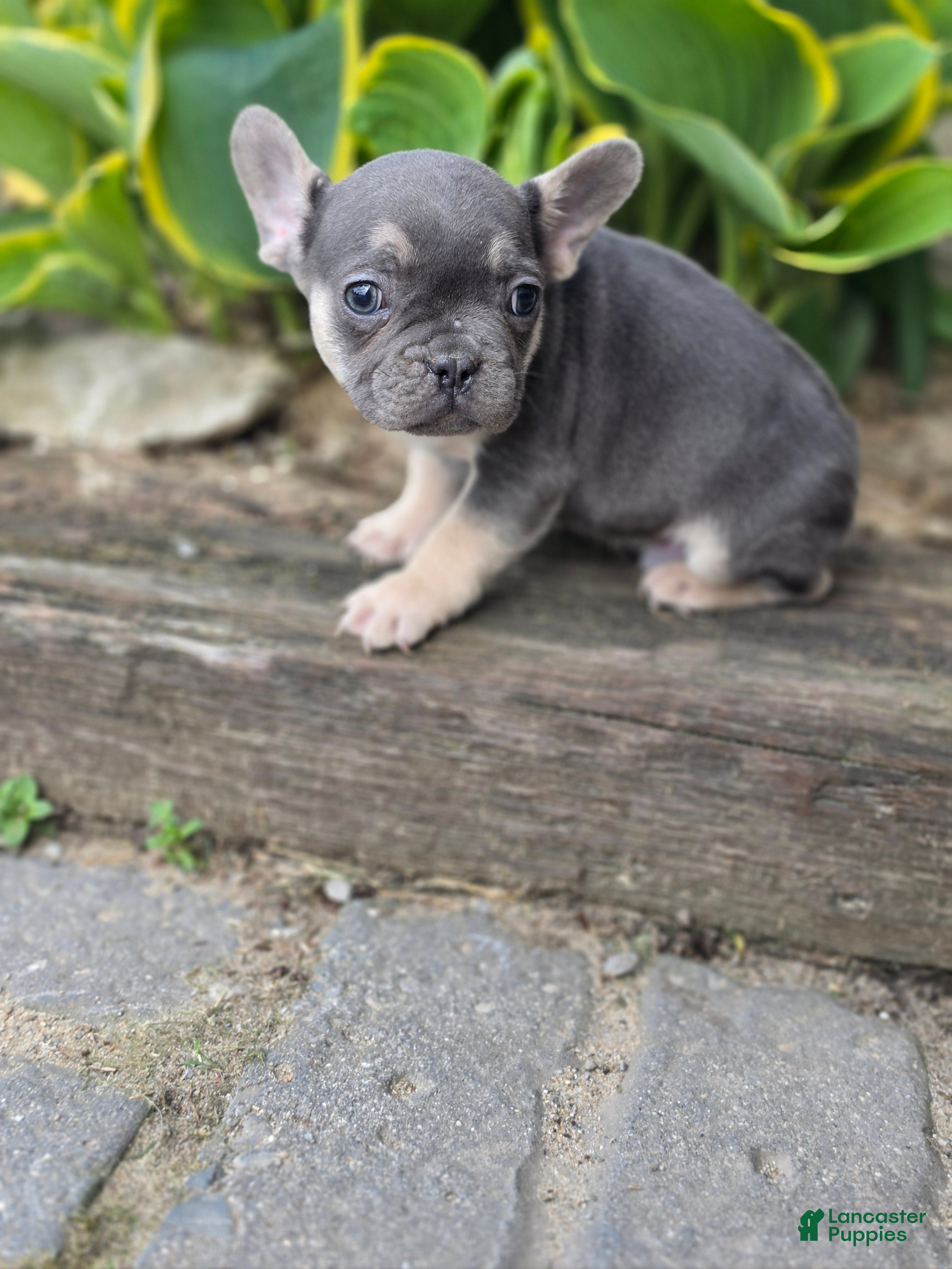 French Bulldog dogs Murphy - Ad 2