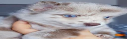 Pomsky dogs for sale: Lava Lavender Merle  - Ad 4