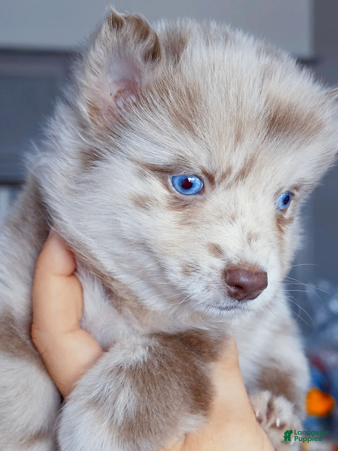 Pomsky dogs for sale: Lava Lavender Merle  - Ad 4