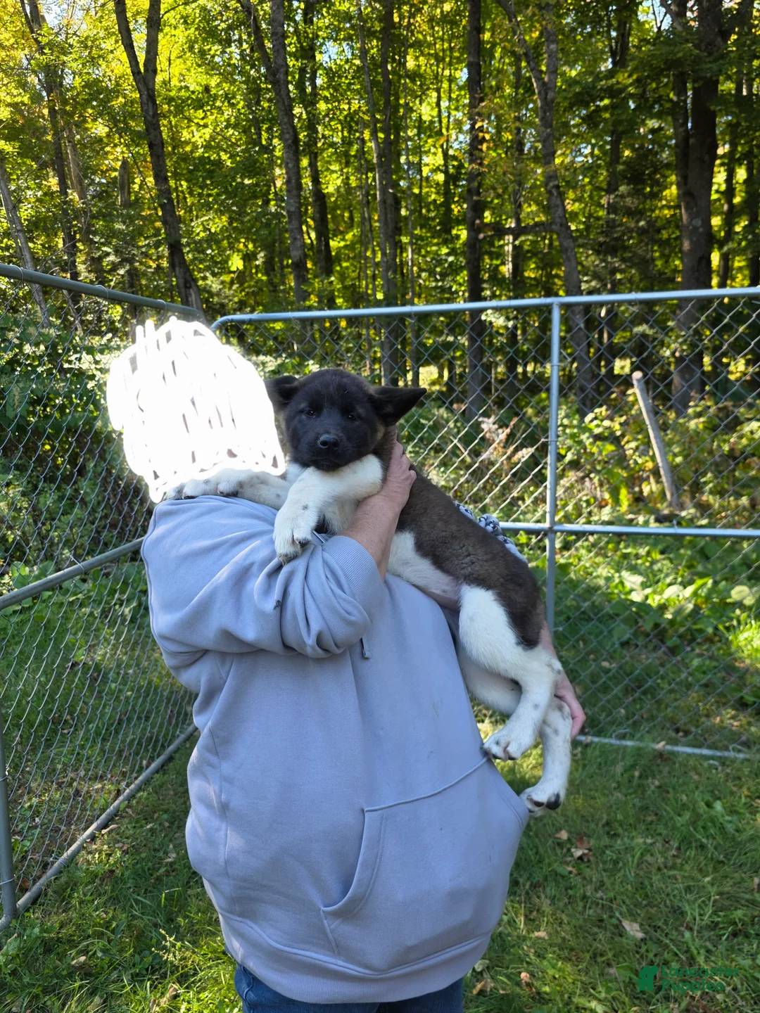 Akita dogs for sale: Akita 3 - Ad 5
