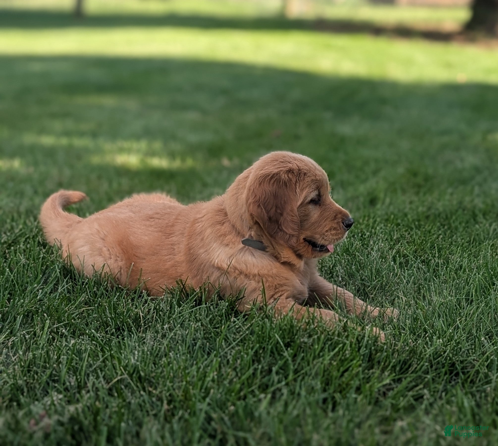 Golden Retriever dogs Hank - Ad 1